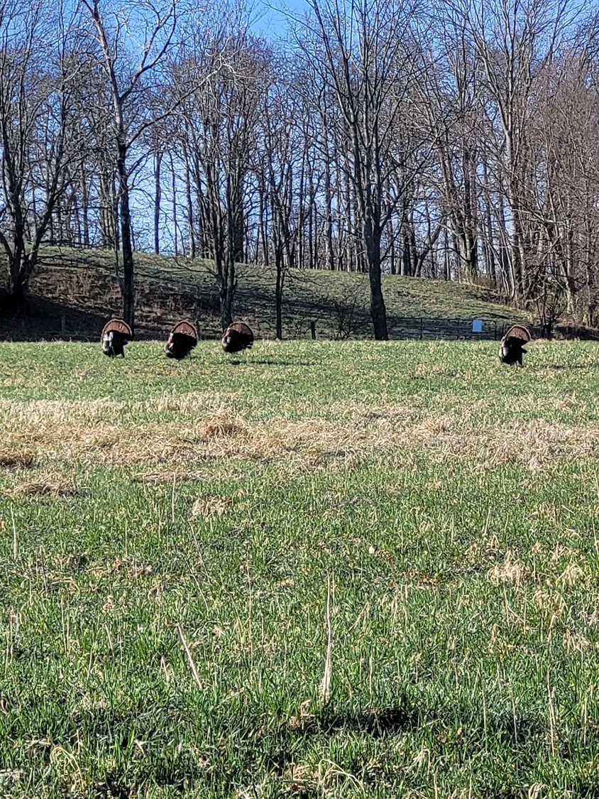 Four proud thunder chickens strut their stuff in the morning sun.
